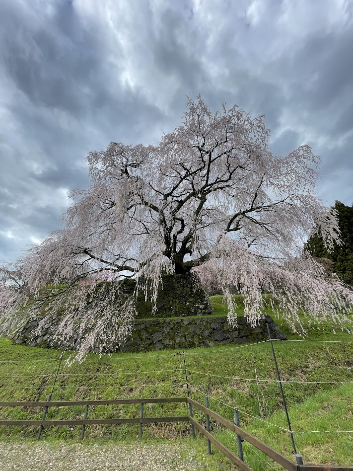 又兵衛桜